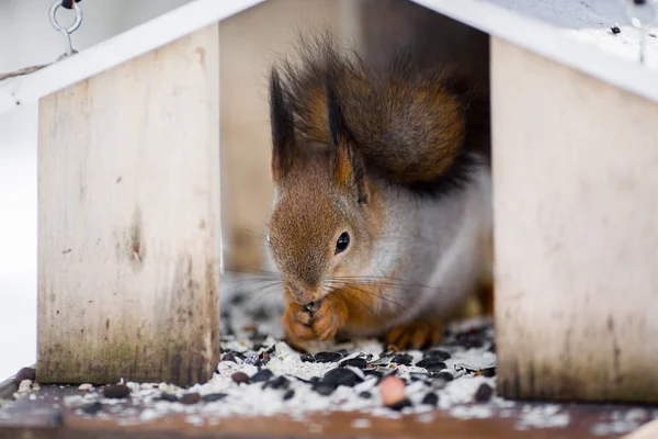 Uno scoiattolo grigio peloso mangia semi di girasole e noci, seduto in — Foto Stock