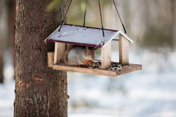 Uno scoiattolo grigio peloso mangia semi di girasole e noci, seduto in — Foto Stock