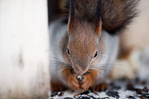 A furry gray squirrel eats sunflower seeds and nuts, sitting in — Stock Photo, Image