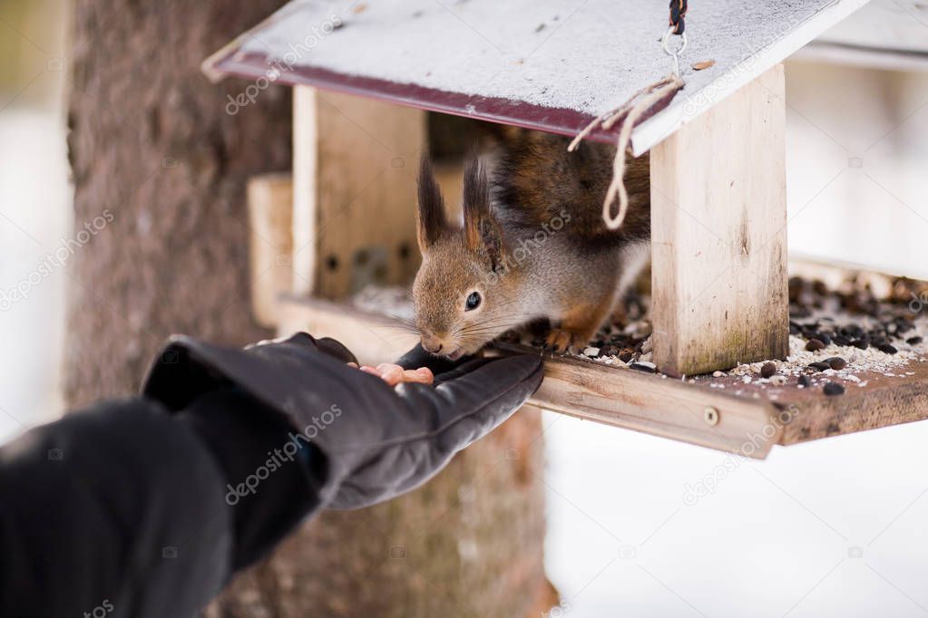 A furry gray squirrel eats sunflower seeds and nuts, sitting in 