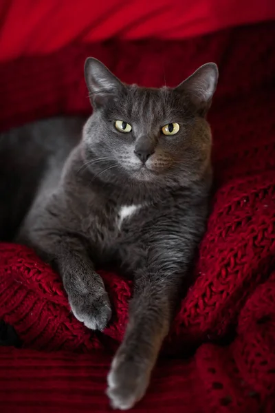 Красивый Темный Серый Кошка Отдыхает Красном Фоне Трикотажные Смотрит Зрителя — стоковое фото