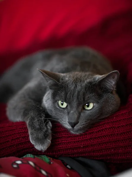 一只美丽的深灰色的猫躺在红色针织背景上 — 图库照片