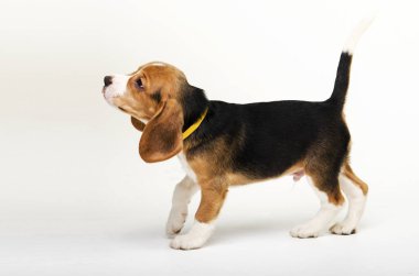 Beagle köpek yavrusu