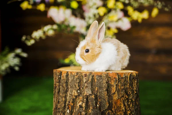 Hauskaninchen auf dem Baumstumpf — Stockfoto