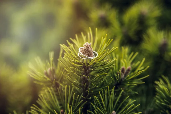 Cincin pernikahan di cabang pinus — Stok Foto