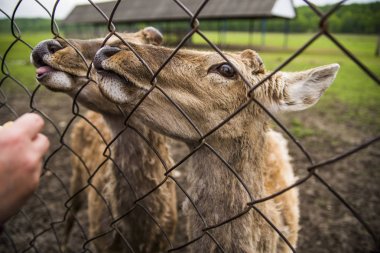 yeşil vadi fidding el çit yakınındaki dil ile iki geyikler