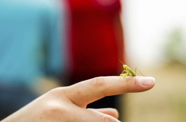 parmağına çekirge