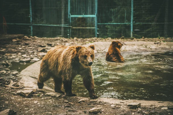 Medvěd Hnědý Chůze Kolem Rybníku Nedaleko Plotu — Stock fotografie