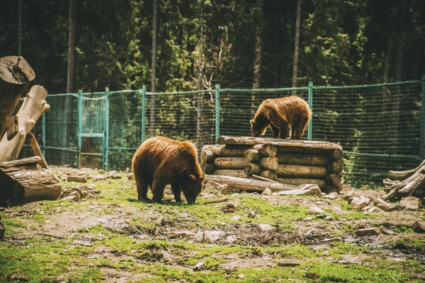 Dois Ursos Castanhos Cerca Floresta — Fotografia de Stock