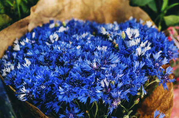Blaue Kornblumen Mit Grünen Blättern Als Geschenk — Stockfoto