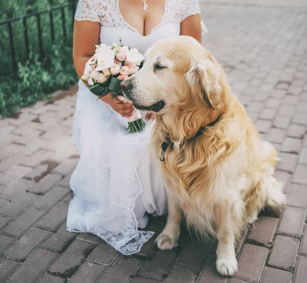 golden köpek ve çiçekler ile beyaz gelinlik içinde gelin