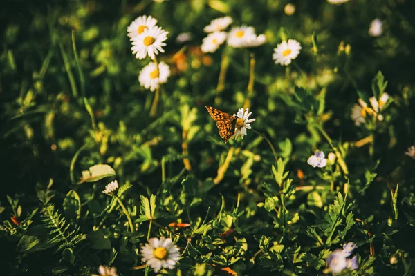 Papillon Assis Sur Fleur Blanche Avec Herbe Verte Dans Journée — Photo