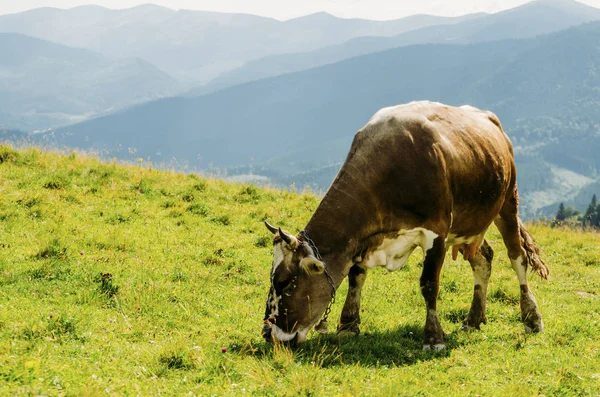 Hnědá Kráva Žere Trávu Horách Slunci Mlha — Stock fotografie