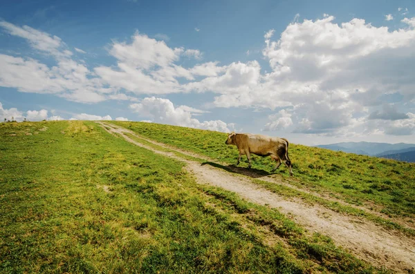 Kráva Chůze Horách Zelené Žluté Údolí Silnici — Stock fotografie