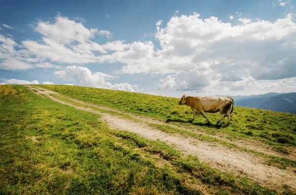 Kráva Chůze Horách Zelené Žluté Údolí Silnici — Stock fotografie