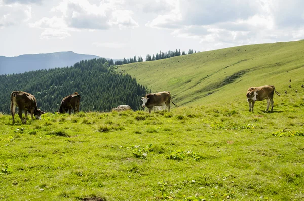 Hnědé Krávy Jedí Trávu Horách Slunci Mlha — Stock fotografie
