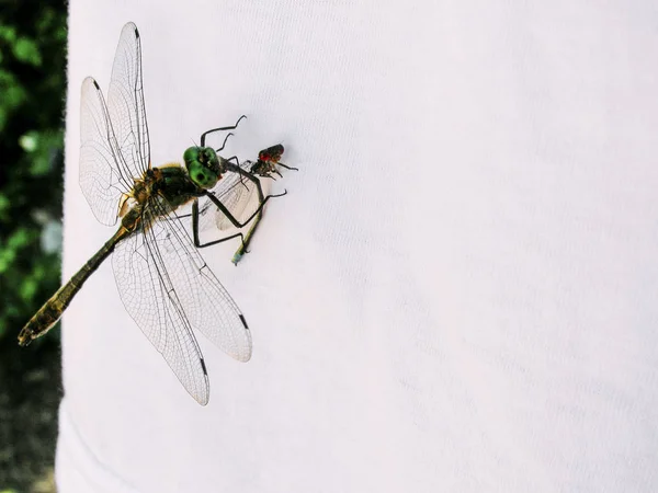 Dragonfly White Shirt Green Background — Stock Photo, Image