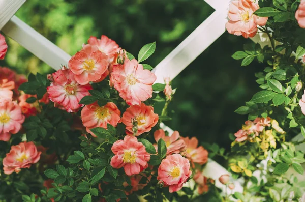 Rote Blumen Auf Weißem Zaun Mit Grünen Blättern Und Grünem — Stockfoto