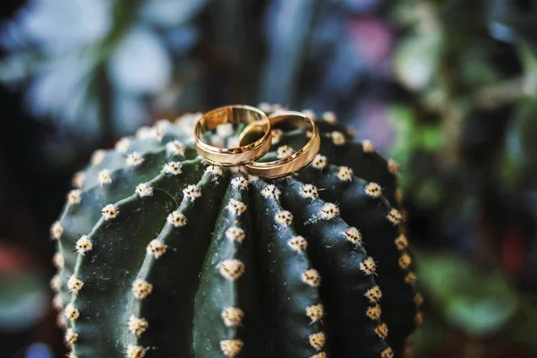 Zlaté snubní prsteny na kaktus — Stock fotografie