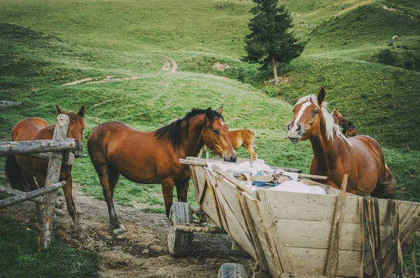 Cavalos comendo do carrinho na montanha — Fotografia de Stock
