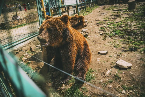 Nemocný medvědi — Stock fotografie