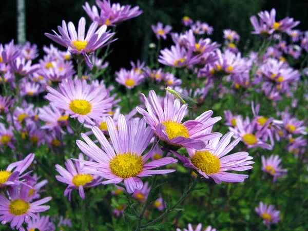 Бузкові квіти на полі з комахою — стокове фото