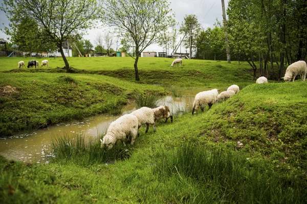 Ovce v zeleném parku nedaleko řeky — Stock fotografie