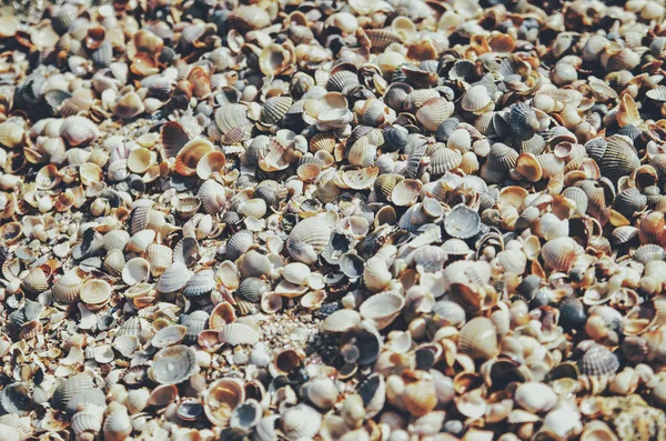 Zwart Bruin Geel Schelpen Het Strand — Stockfoto