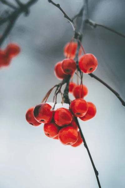 Rote Kleine Äpfel Mit Schneebedecktem Hintergrund — Stockfoto