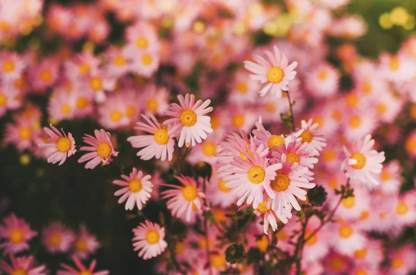 Rosa Blumen Blühen Nahaufnahme — Stockfoto