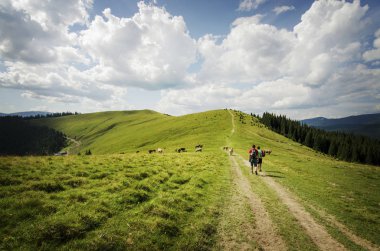 turist hiking, inek ile dağlarda
