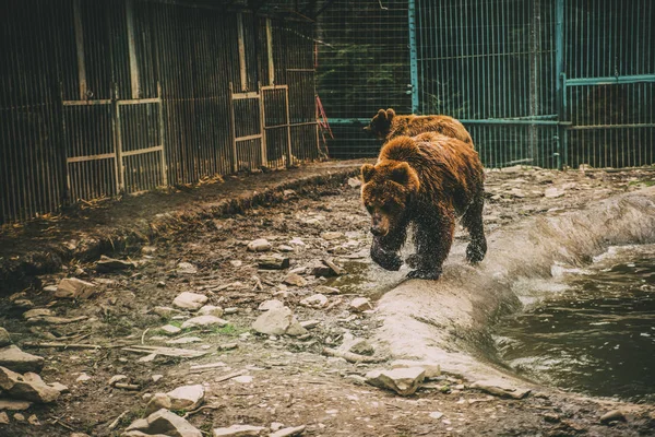 細胞内の水にぬれたクマ — ストック写真