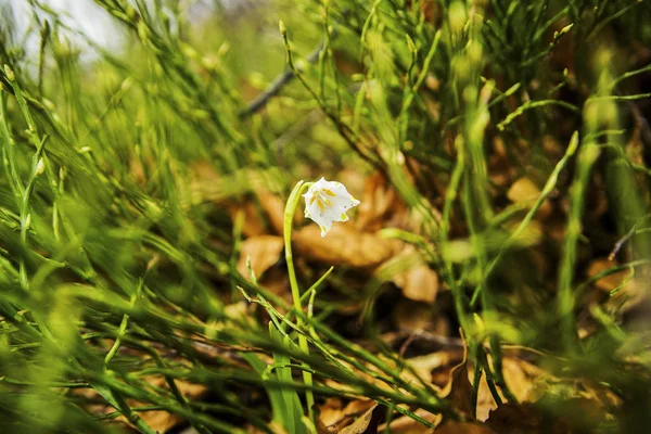 Fleur Blanche Chute Neige Avec Des Feuilles Brunes Horizontales — Photo