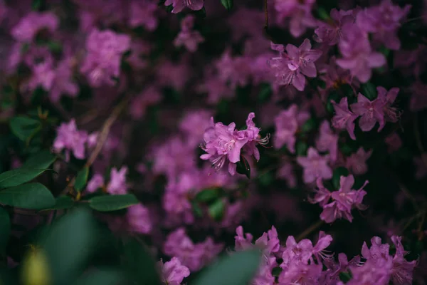 Schöne Violette Flieder Blume Pflanze Strauch Blühenden Natürlichen Frühling — Stockfoto