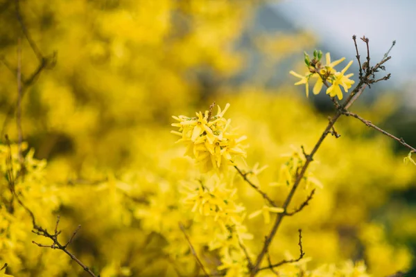 Parktaki Baharda Açan Güzel Sarı Ağaç Çiçekleri — Stok fotoğraf