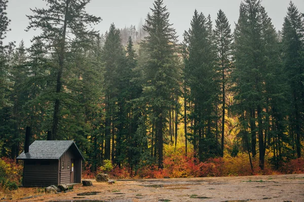 Небольшой Коричневый Дом Осеннем Лесу Окружении Сосен — стоковое фото