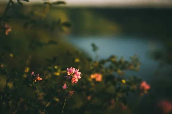 Lila Violette Blüten Mit Fluss Und Hügeln — Stockfoto