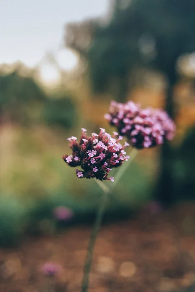 Lila Rosa Violett Lila Wildblumen Den Grünen Sonnigen Bergen — Stockfoto