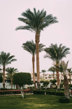 Sharm el Sheikh, Sina, Mısır, Asya 'da yaz sıcağında otelin çimleri ve çalıları olan yeşil uzun palmiye ağaçları. Kızıl Deniz 'e bakan manzara. Palmiye ağaçlarıyla denizde tatiller. 