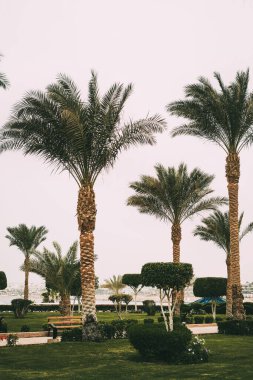 Yaz sıcağında Sharm el Sheikh, Sina, Mısır ve Asya 'da Kızıl Deniz kıyısında palmiye ağaçları olan güneşli bir tatil köyü. Parlak güneşli bir ışık. Deniz kıyısındaki ilk otel. Otelin büyük yeşil alanı..
