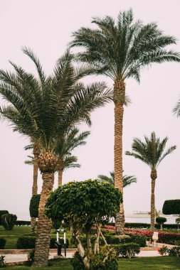 Yaz sıcağında Sharm el Sheikh, Sina, Mısır ve Asya 'da Kızıl Deniz kıyısında palmiye ağaçları olan güneşli bir tatil köyü. Parlak güneşli bir ışık. Deniz kıyısındaki ilk otel. Otelin büyük yeşil alanı..