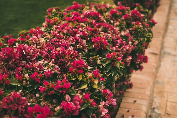 Großaufnahme Von Üppigen Sträuchern Mit Rosa Und Weißen Blumen Neben — Stockfoto