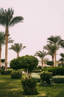 Sharm el Sheikh, Sina, Mısır, Asya 'da yaz sıcağında otelin çimleri ve çalıları olan yeşil uzun palmiye ağaçları. Kızıl Deniz 'e bakan manzara. Palmiye ağaçlarıyla denizde tatil. Peyzaj