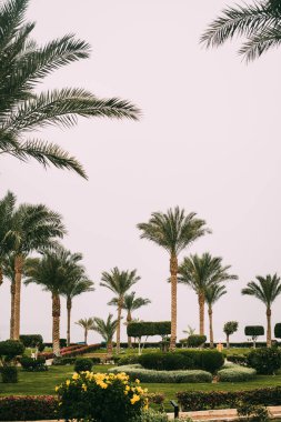 Sharm el Sheikh, Sina, Mısır, Asya 'da yaz sıcağında otelin çimleri ve çalıları olan yeşil uzun palmiye ağaçları. Kızıl Deniz 'e bakan manzara. Palmiye ağaçlarıyla denizde tatiller. 