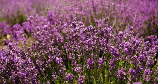 Auf Dem Feld Wächst Eine Rosafarbene Lavendelblüte Aromatherapie Lavendel Paradies — Stockfoto