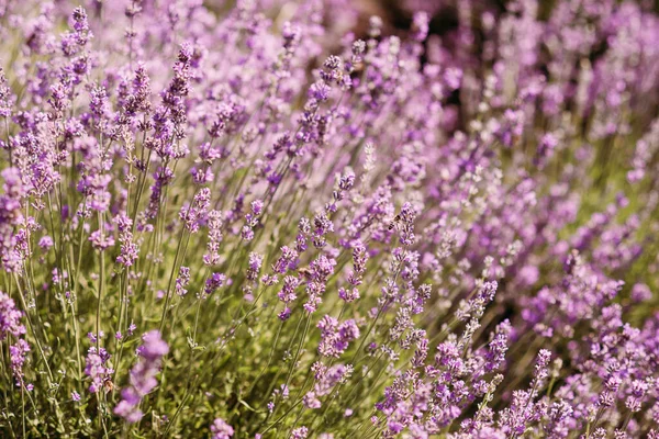 Närbild Buske Lavendel Blomma Ett Fält Kullar Aromaterapi Lavendelparadiset Solig — Stockfoto