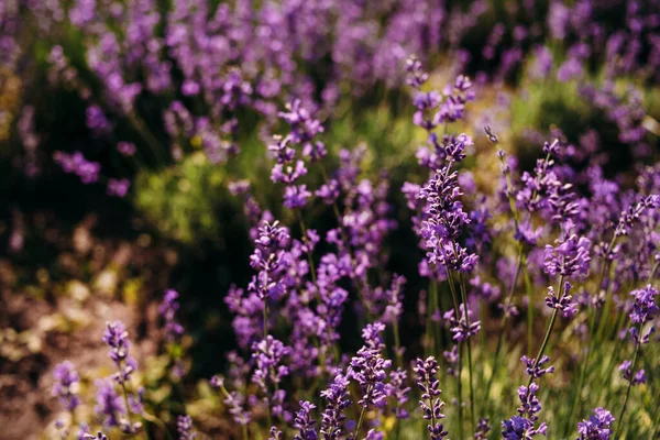 Großaufnahme Lavendelblüte Wächst Auf Dem Feld Aromatherapie Lavendel Paradies Sonniger — Stockfoto