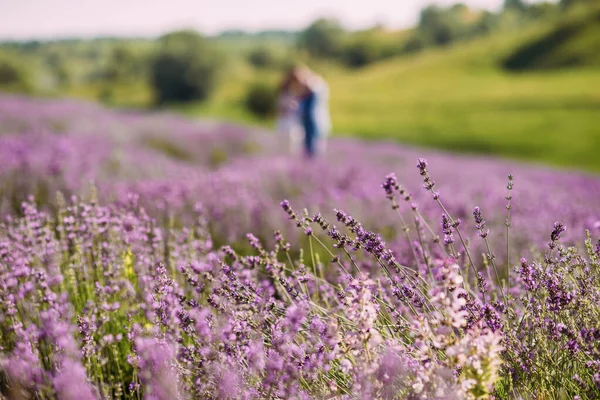 Gros Plan Fleur Lavande Sur Champ Côté Collines Verdoyantes Couple — Photo