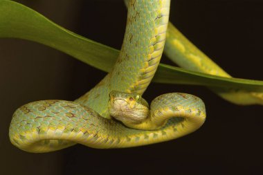 Bambu çukur engerek beyaz gramineus. Visakhapatnam, Andhra Pradesh, Hindistan
