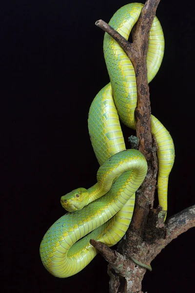 Bastar 区康尔 Ghati 国家公园竹叶青菖蒲的竹坑毒蛇 — 图库照片